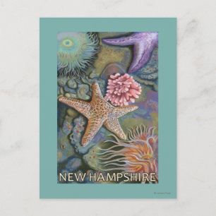 New HampshireTidepool Scene Postkarte