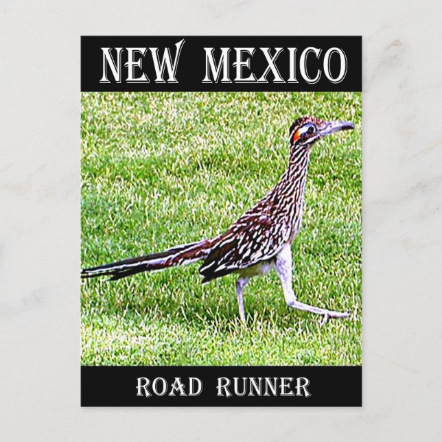 New Mexico Roadrunner Postkarte (Vorderseite)