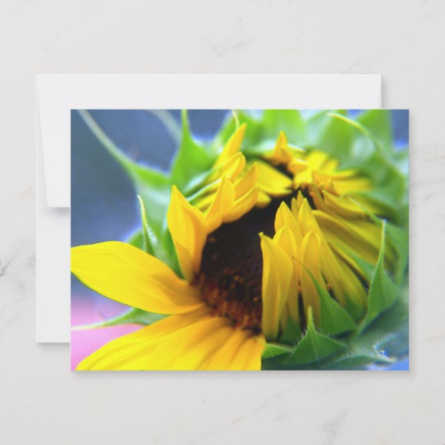 New Mexico Sunflower (Vorderseite)