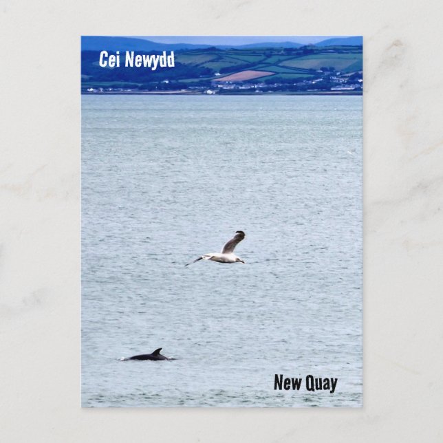 New Quay / Cei Newydd Postkarte (Vorderseite)