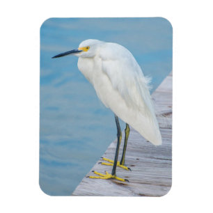 New Smyrna Beach, Schneereiher am Dock Magnet