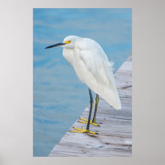 New Smyrna Beach, Snowy Egret auf Dock Poster (Vorne)