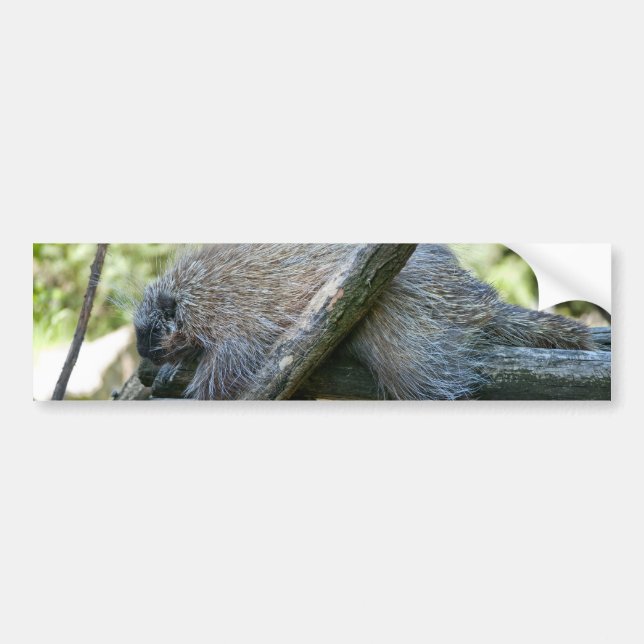 New World Porcupine Autoaufkleber (Vorne)
