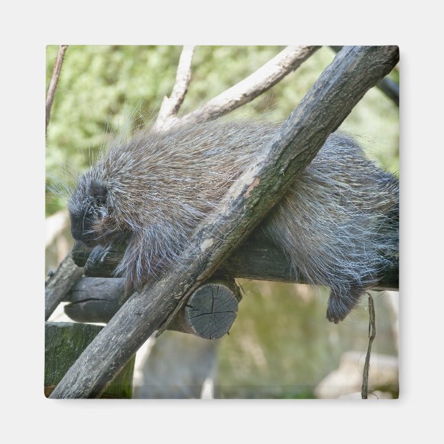 New World Porcupine Magnet (Vorne)