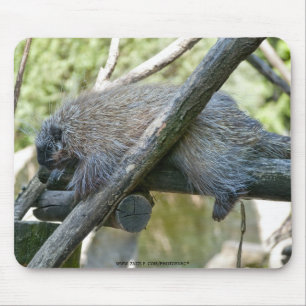 New World Porcupine Mousepad