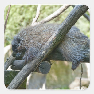 New World Porcupine Quadratischer Aufkleber