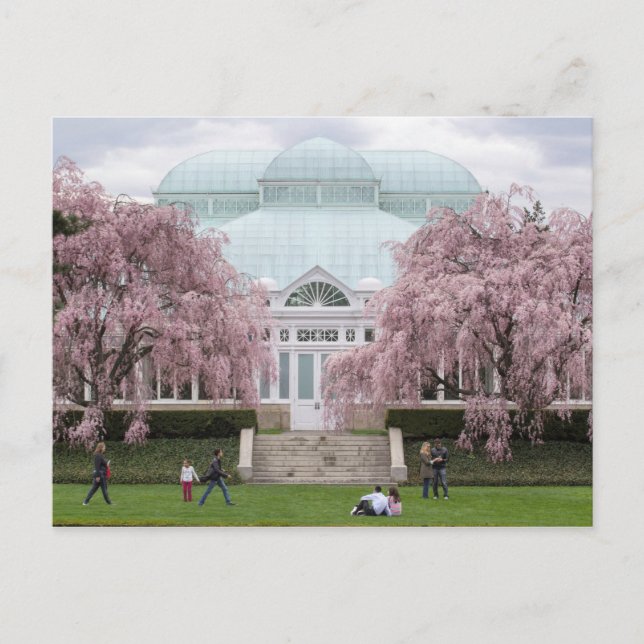 New York Botanischer Garten Pink Weeping Cherry Postkarte (Vorderseite)
