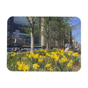 New York City Daffodils Columbus Circle NYC Spring Magnet