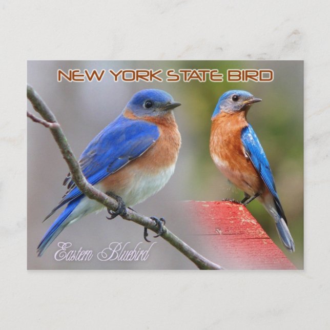 New York Staat Bird - Eastern Bluebird Postkarte (Vorderseite)