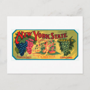 New Yorker Staatstrauben Postkarte