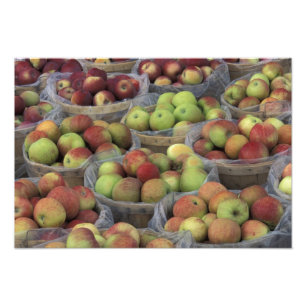 New Yorker State Macintosh-Äpfel in Körben Fotodruck