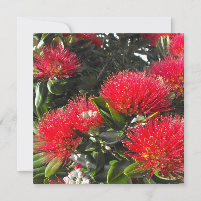 New Zealand Blooming Pohutukawa Weihnachtskarten (Vorderseite)