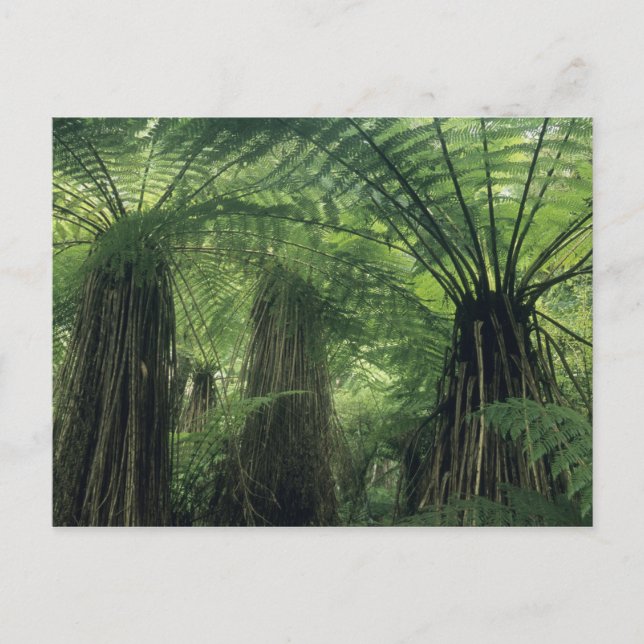 New Zealand, Haast Valley, Westland, Soft Tree Postkarte (Vorderseite)