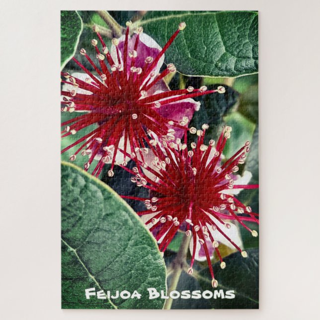 New Zealand Spring Red Blooming Feijoa Fruit Tree (Vertikal)