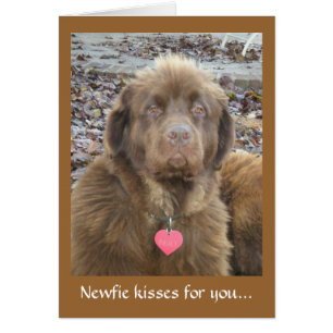Newfie küsst für dich..