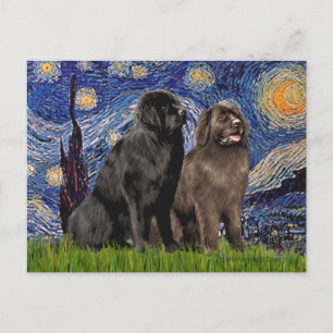 Newfie-Paar - Sternennacht Postkarte