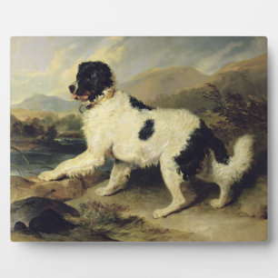 Newfoundland Dog Called Lion, 1824 (oil on canvas) Fotoplatte