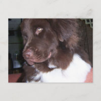 Newfy girl