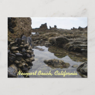 Newport Beach Muscles Postkarte