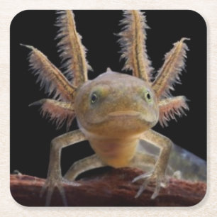Newt larve mit Haube Rechteckiger Pappuntersetzer