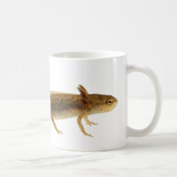 Newt-Larven-Tasse