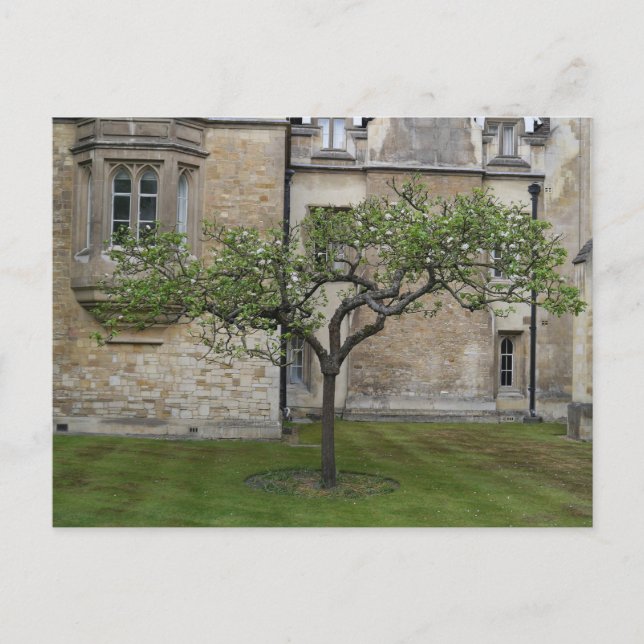 Newton Apple Tree, Cambridge, England Postkarte (Vorderseite)