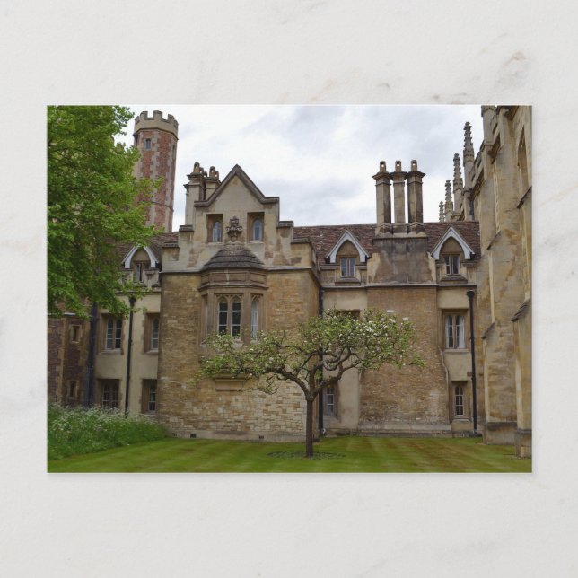 Newton's Apple Tree Cambridge Postcard Postkarte (Vorderseite)
