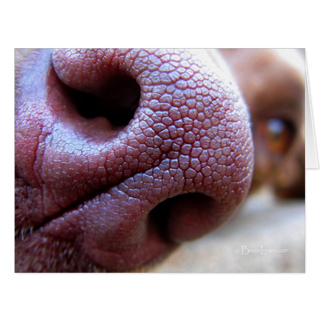 Nez de chien chiot (Devant horizontal)