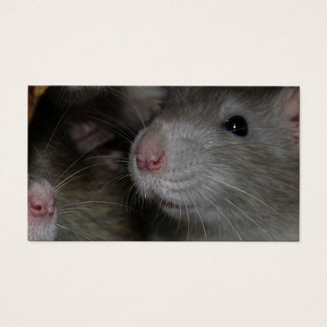 Nez minuscule (Devant)