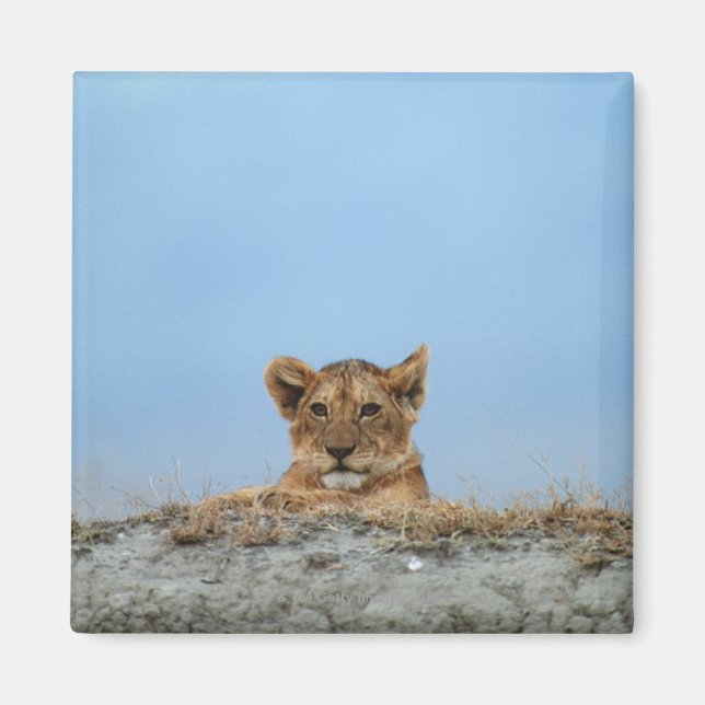 Ngorongoro-Krater, Tansania Magnet (Vorne)