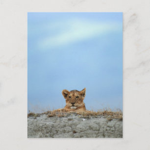 Ngorongoro-Krater, Tansania Postkarte