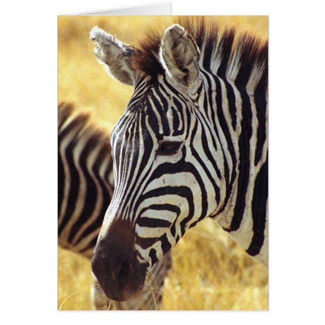 Ngorongoro Zebra (Vorne)