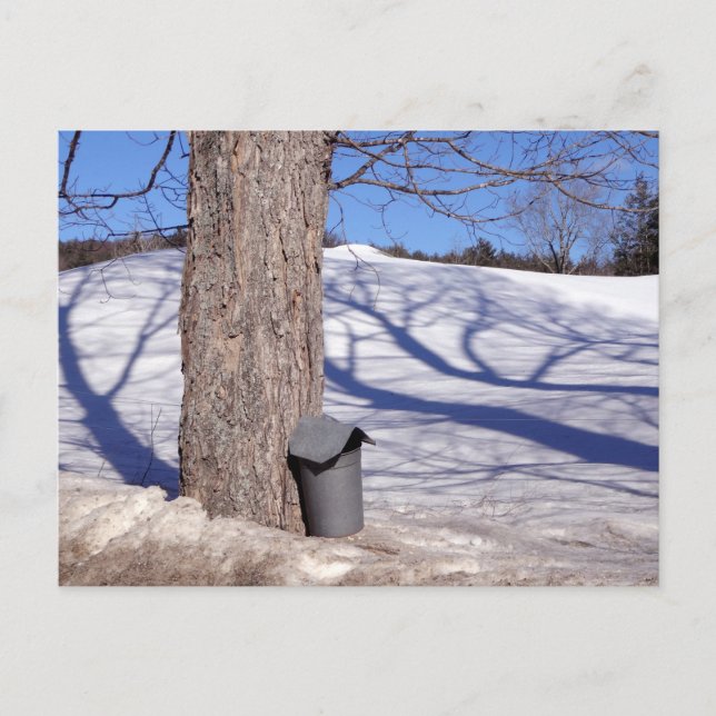 NH-Ahorn-Zuckersaft-Eimer im Schnee Postkarte (Vorderseite)