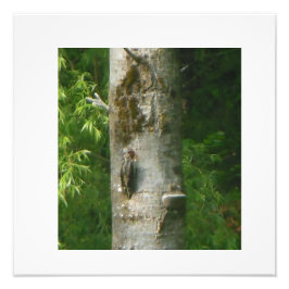 NH knorriger Baum Fotodruck
