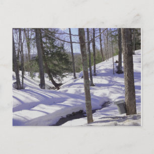 NH Sap Buckets Postkarte