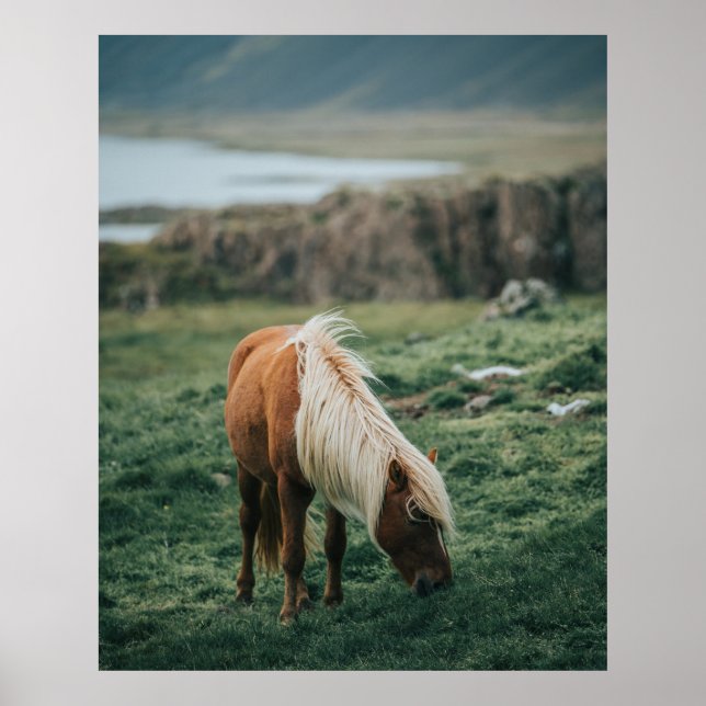 NICE HORSE POSTER (Vorne)