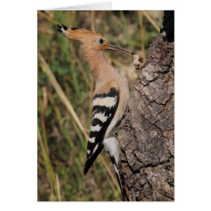 Nichage de l'alimentation en hoopoe