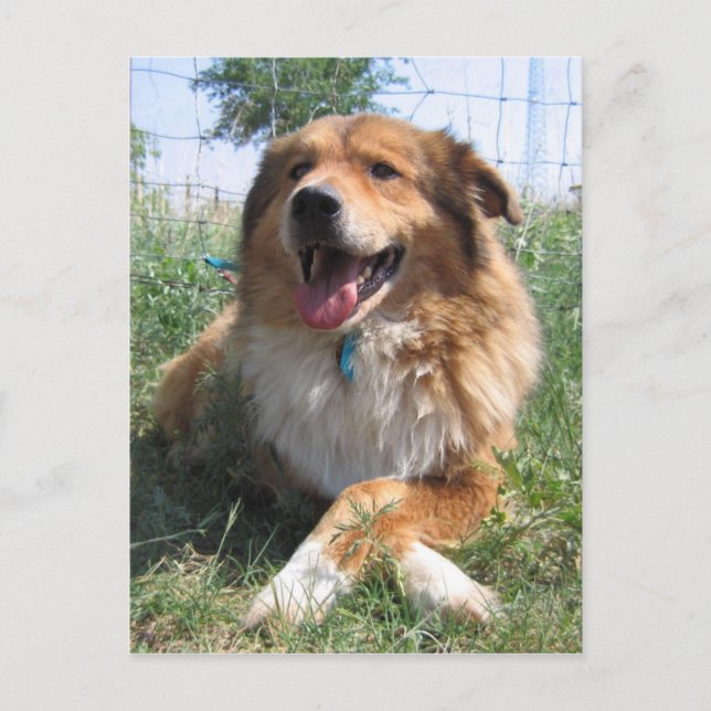 Nicholas Postkarte (Vorderseite)