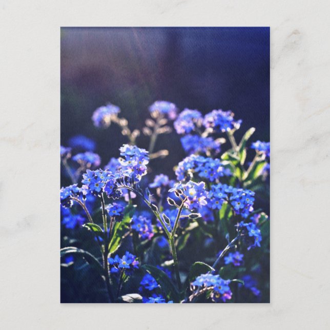 Nicht-Blume, fotografiert von Tutti Postkarte (Vorderseite)