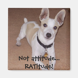 Nicht Haltung… RATitude! Magnet