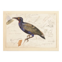[nicht identifizierte Starling]. 1835 , Lear, Edwa