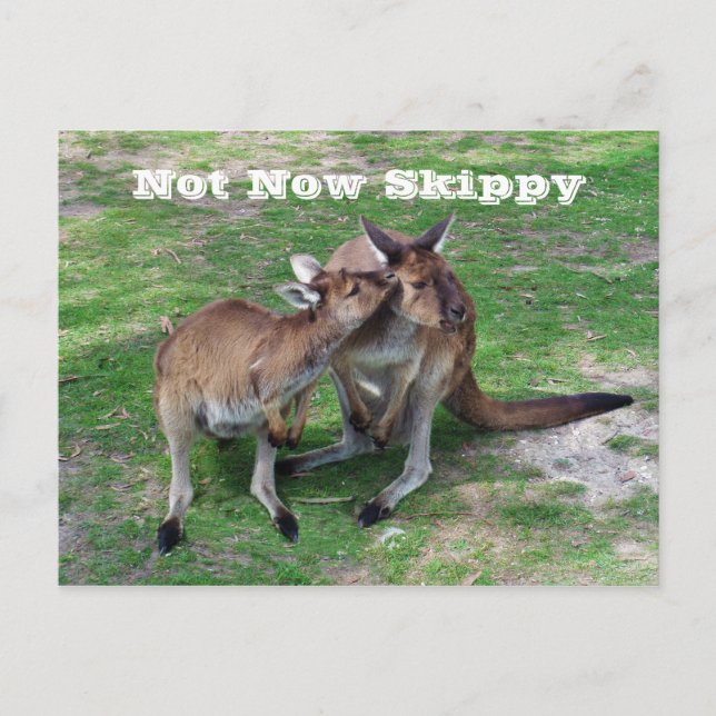 Nicht jetzt Skippy Postkarte (Vorderseite)