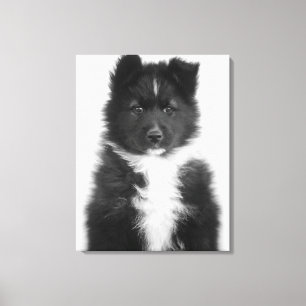 Nicht reinrassiger Hund, Studio-Schuss Leinwanddruck