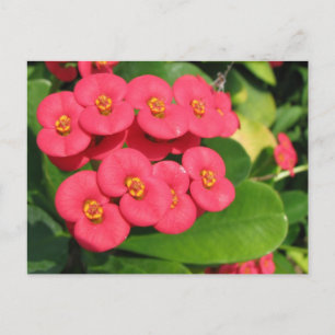 Nicht sicher, welche Blume das ist Postkarte