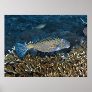 (Nicht wirklich) Gelber Boxfisch Poster