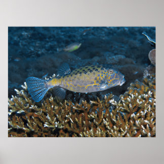 (Nicht wirklich) Gelber Boxfisch Poster