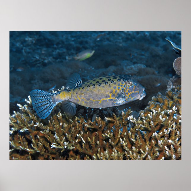 (Nicht wirklich) Gelber Boxfisch Poster (Vorne)