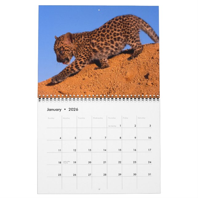 Nichts aber Leoparden - Kalender 2013 (Jan 2026)