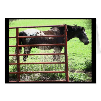 "Nick" Appaloosa Pferd