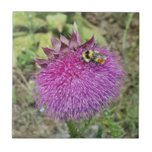 Nickende Distel -